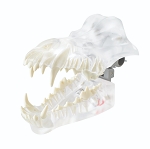 Canine Set of Natural Root Teeth